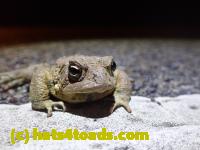 /home//u458753944/public_html/sourcegallery//////Roxborough Toad Detour/2022/2022-03-07/P3070842.JPG